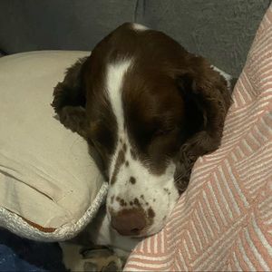 Meet your Posher, Rose